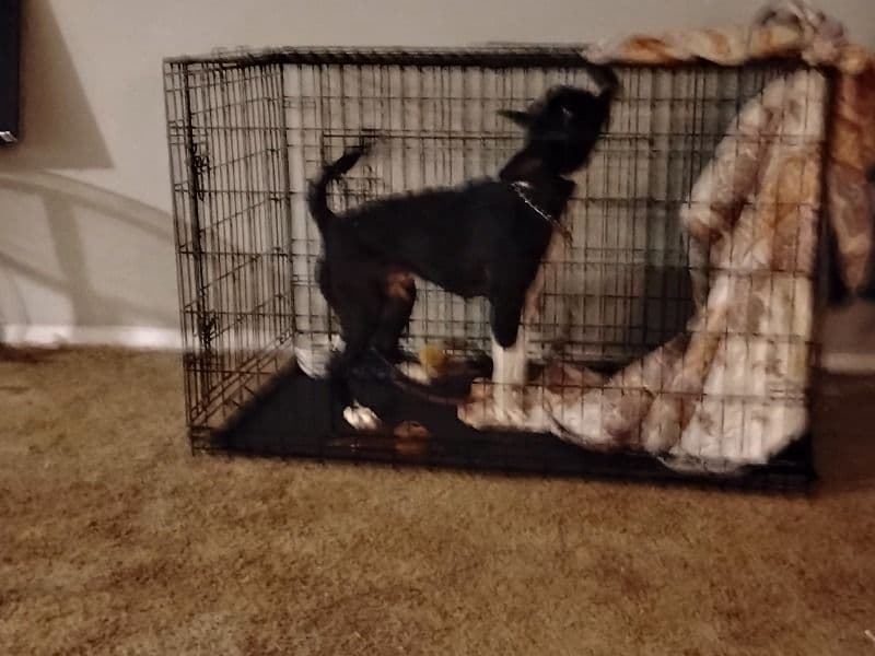 Dalmatian 1 year 5 months old male medium named Oliver for adoption in Clayton County, Georgia | Petmeetly