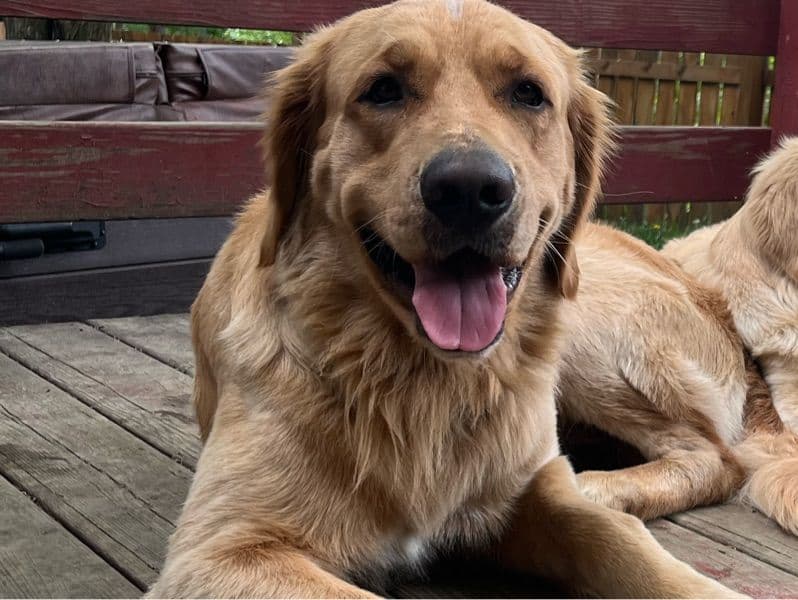 Golden Retriever 1 year 6 months old male extra large named Blu for breeding in Cambria County, Pennsylvania | Petmeetly
