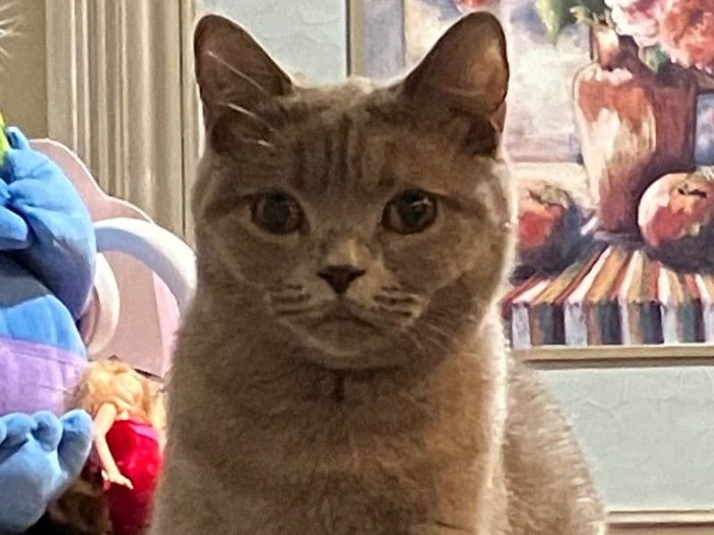 Sisi primary photo