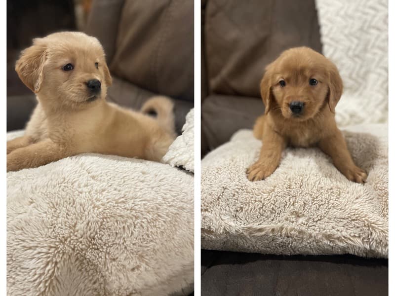 Puppies primary photo