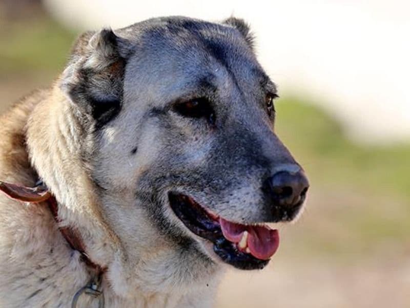 Kangal Dog 2 years old male medium named Fifi for breeding in Büyük Londra, İngiltere | Petmeetly
