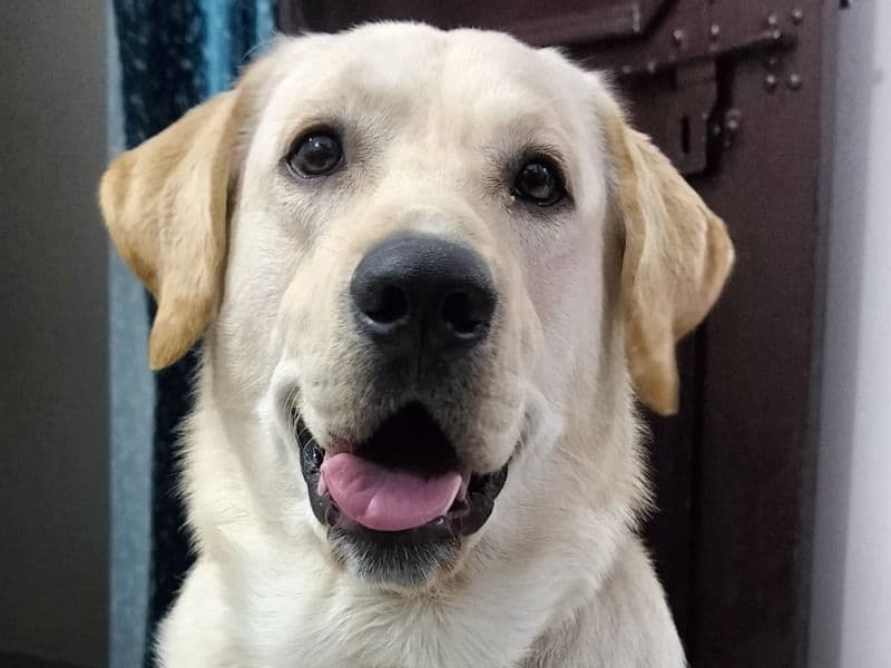 Max primary photo