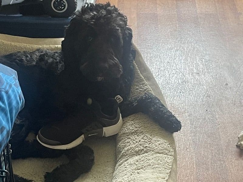 Goldendoodle 2 years 5 months old male large named Oscar for breeding | Petmeetly