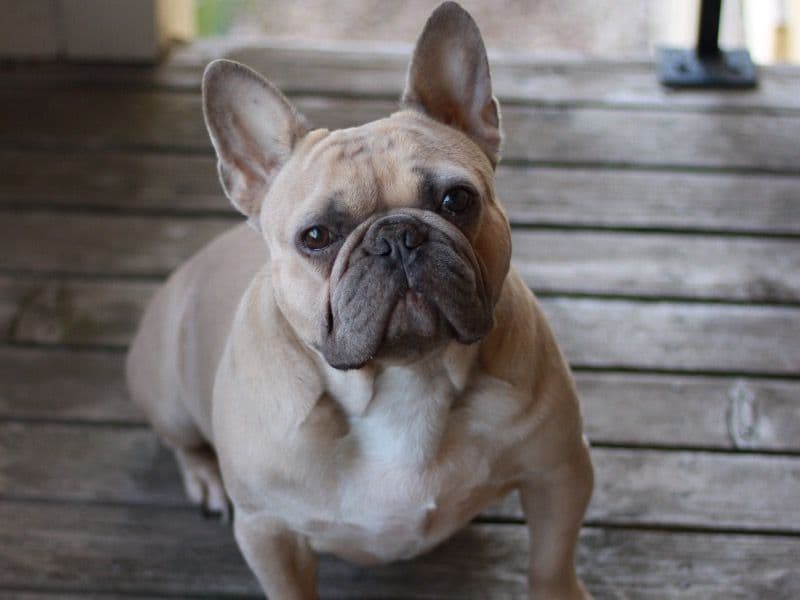 French Bulldog 4 years 9 months old male medium named Capone for sale in Hennepin County, Minnesota | Petmeetly