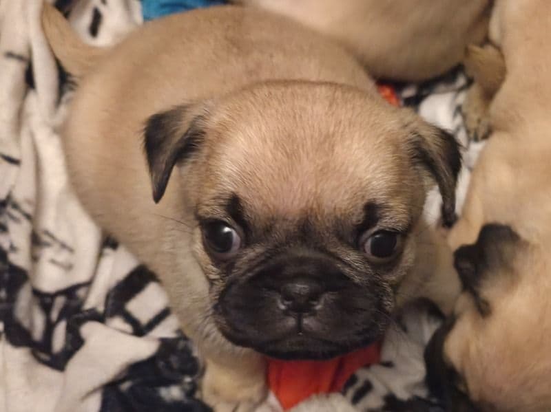 Pug 2 months old female small named Orange for sale in Clark County, Nevada | Petmeetly