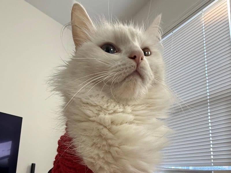 Turkish Angora 2 years 5 months old female named Kali for breeding in San Diego County, California | Petmeetly