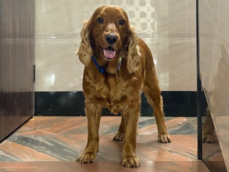 Cocker Spaniel 7 years 1 month old male medium named Casper for breeding in Konkan Division, Maharashtra | Petmeetly