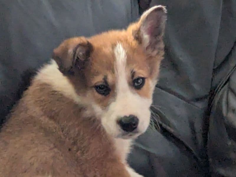 Border Collie 2 months old male medium named Blaze for sale in Kent, England | Petmeetly