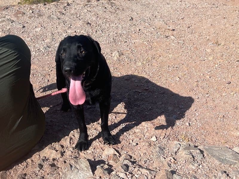 Labrador Retriever 6 years 2 months old female medium named Pepper for breeding in Maricopa County, Arizona | Petmeetly