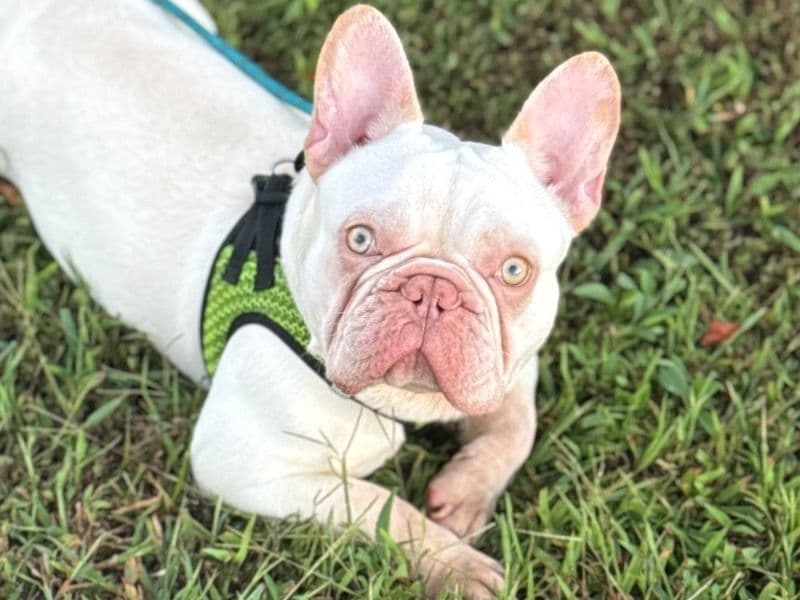 French Bulldog 1 year old male small named Boosie for sale in North Carolina | Petmeetly