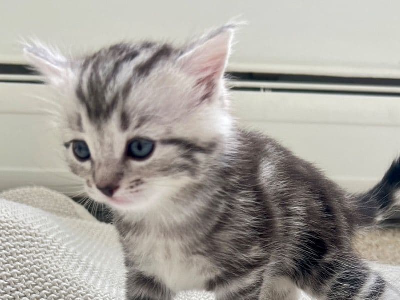 Scottish Straight 1 month old female named Kitten_3 for sale in DuPage County, Illinois | Petmeetly