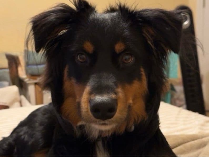 Australian Shepherd 8 months old male medium named Crowley for breeding in Gwinnett County, Georgia | Petmeetly