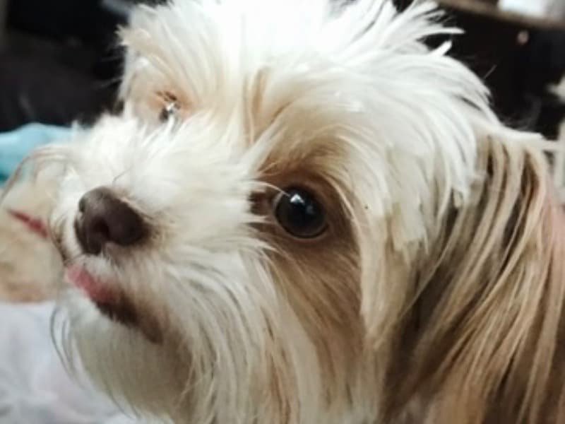 Yorkshire Terrier 4 years 1 month old female small named Jellibean for breeding in Santa Clara County, California | Petmeetly