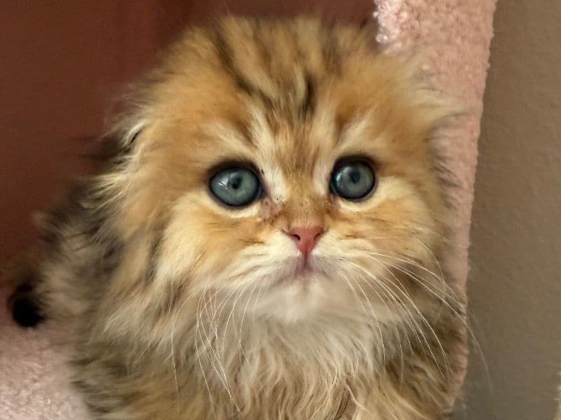 Scottish Straight 4 months old male named Chuckie for sale in Denver, Colorado | Petmeetly