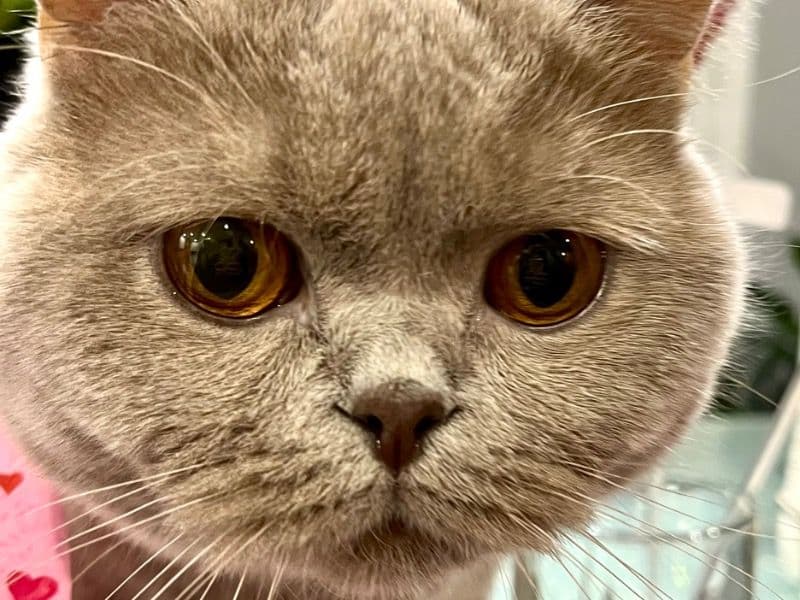 Lulu primary photo