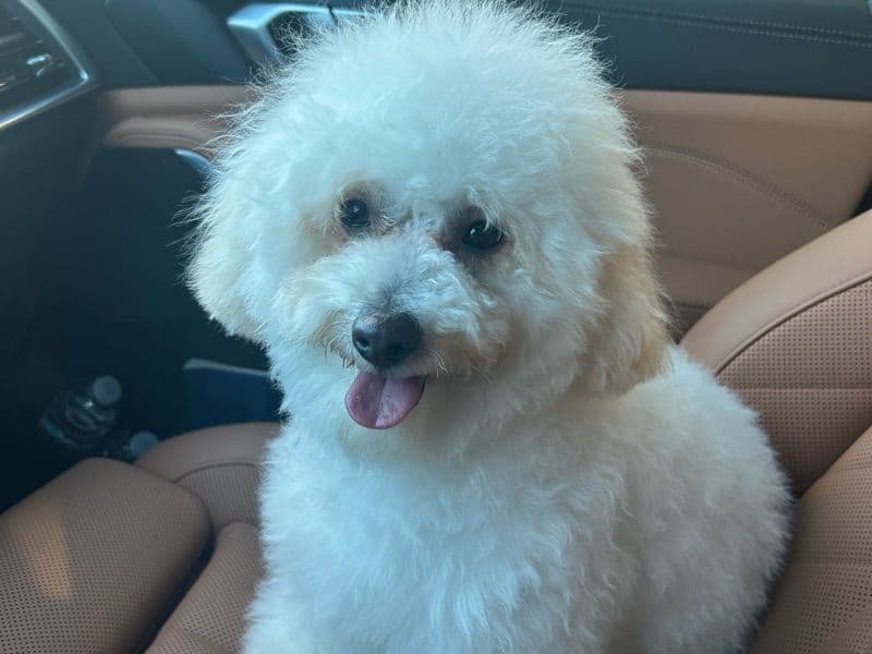 Maltipoo 1 year old male small named Beggie for breeding in Los Angeles County, California | Petmeetly