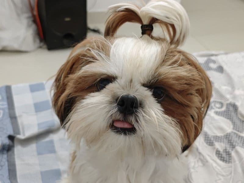 Shih Tzu 2 years old female small named Kyra for breeding in Hyderabad, Telangana | Petmeetly