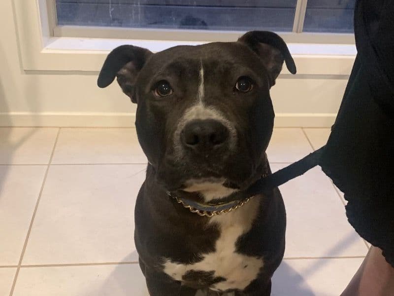 American Staffordshire Terrier 1 year 1 month old male large named Shadow for breeding in Victoria | Petmeetly