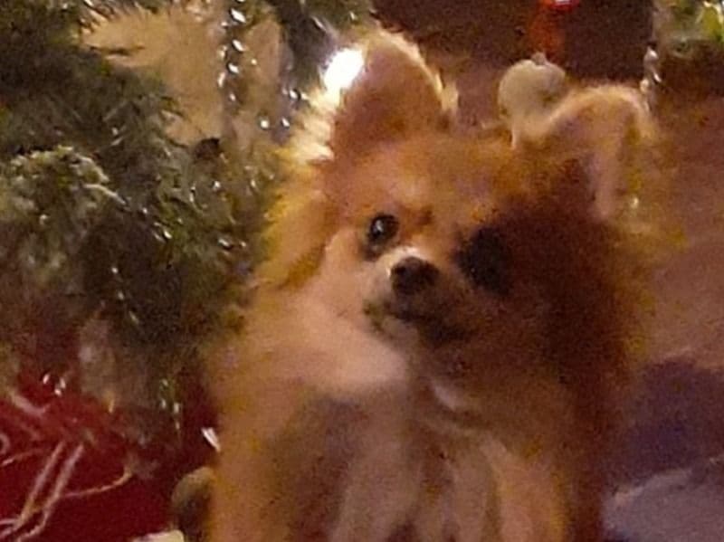 Nala primary photo