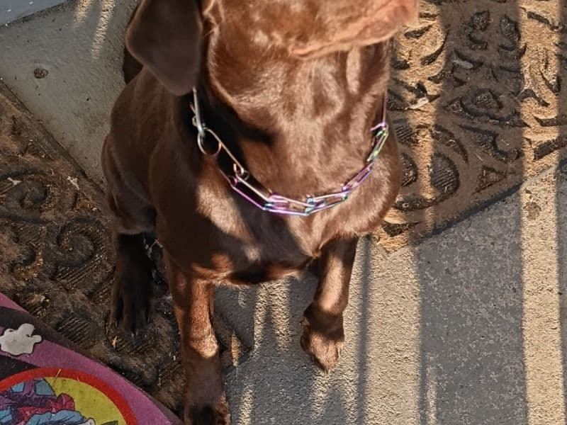 Honey primary photo