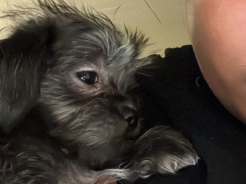 Yorkie Russell 1 month old male small named Blue for breeding in Oakland County, Michigan | Petmeetly