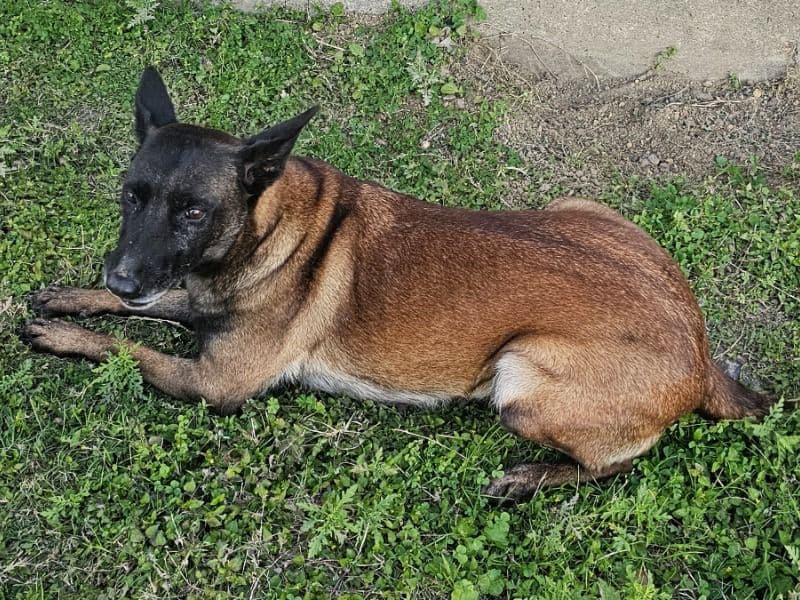 Belgian Malinois 4 years old female medium named Princess for adoption in Baytown, Texas | Petmeetly
