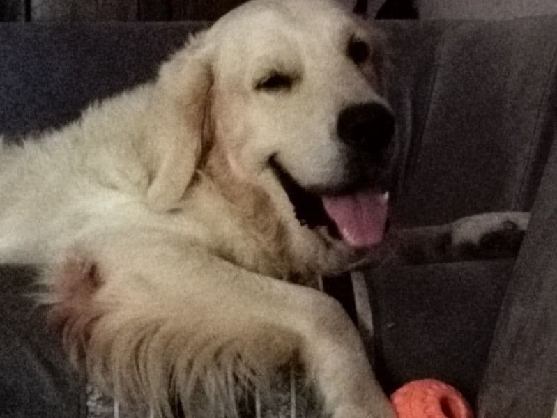 English Golden Retriever 3 years 4 months old male medium named Scout for breeding in Chimbel, Goa | Petmeetly
