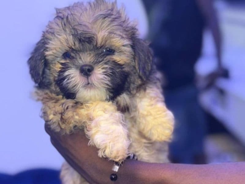 Lhasa Apso 4 months old male small named Jack for sale in Ido, Oyo | Petmeetly