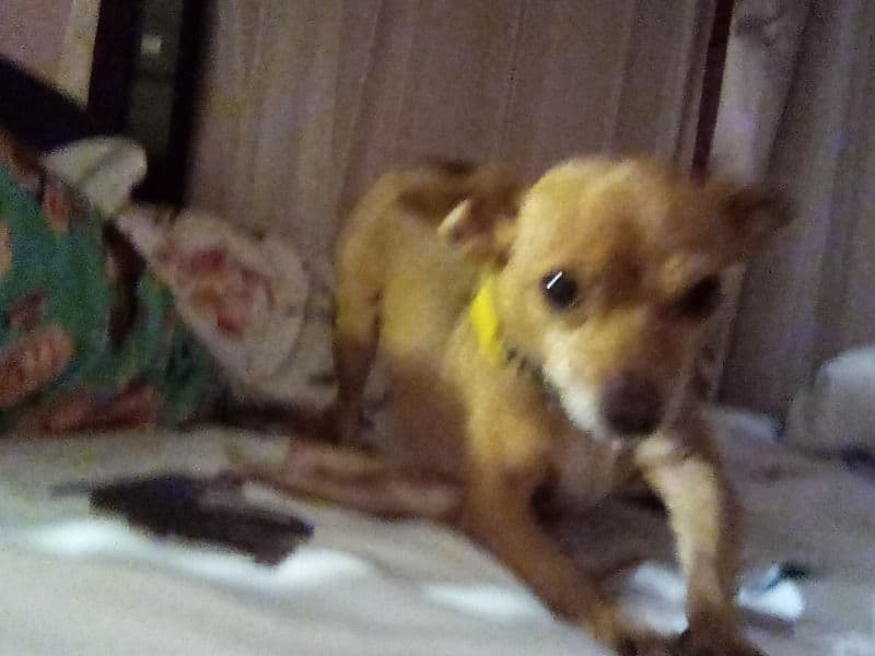 Chihuahua 5 years 4 months old female small named Rarity for breeding in Chippewa County, Minnesota | Petmeetly