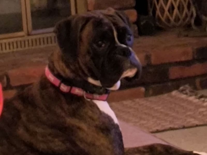 Boxer 1 year 10 months old female medium named Myla for breeding in Cuyahoga County, Ohio | Petmeetly