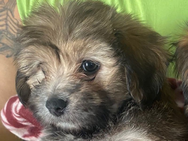 Porkie 2 months old female small named Princess for breeding in McLennan County, Texas | Petmeetly