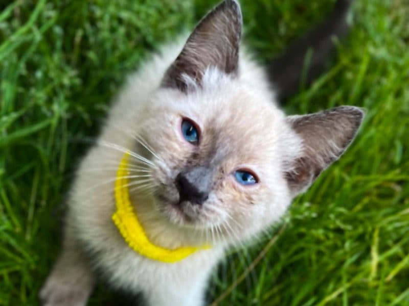 Munchkin primary photo