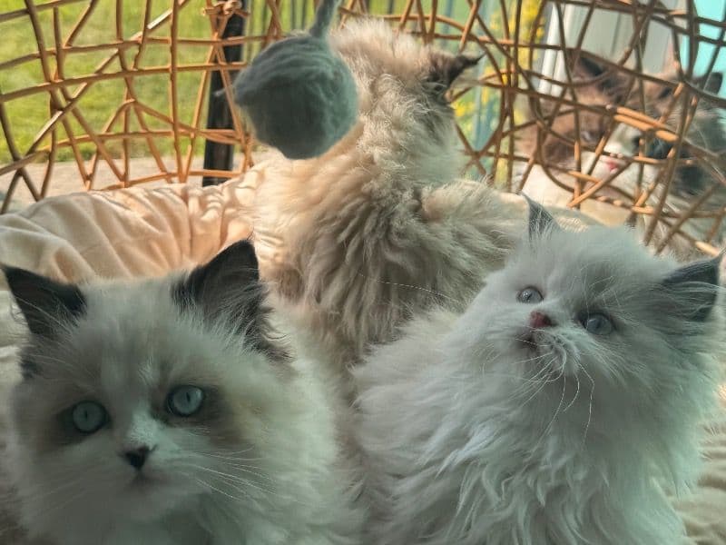 Three Ragdoll Beauties - Ragdoll | Petmeetly