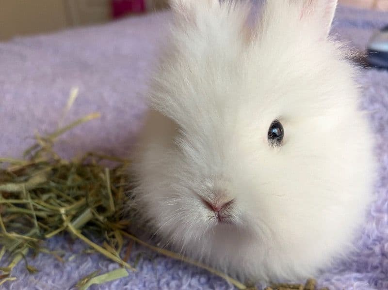 Pebbles - Lionhead | Petmeetly