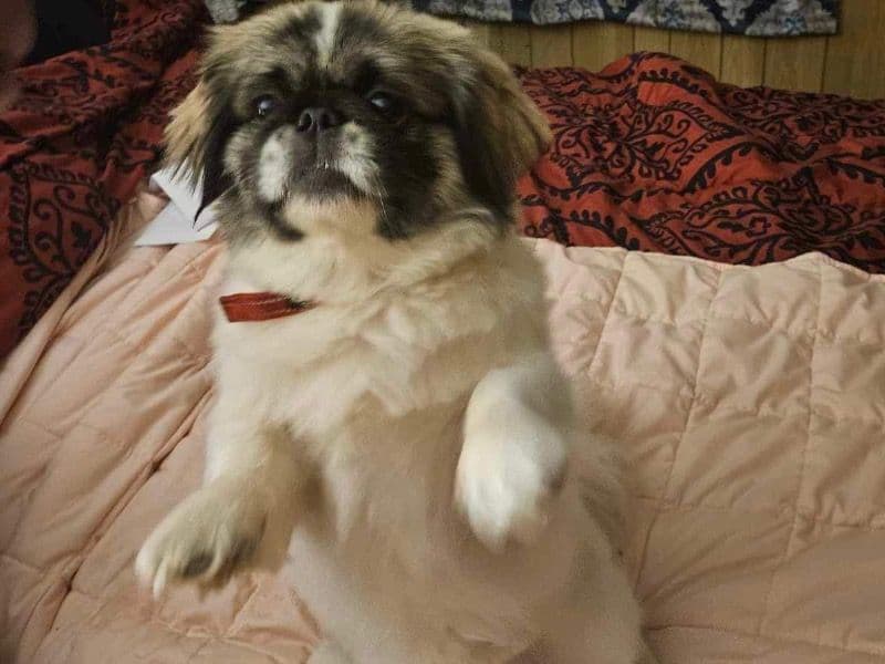 Gizmo primary photo