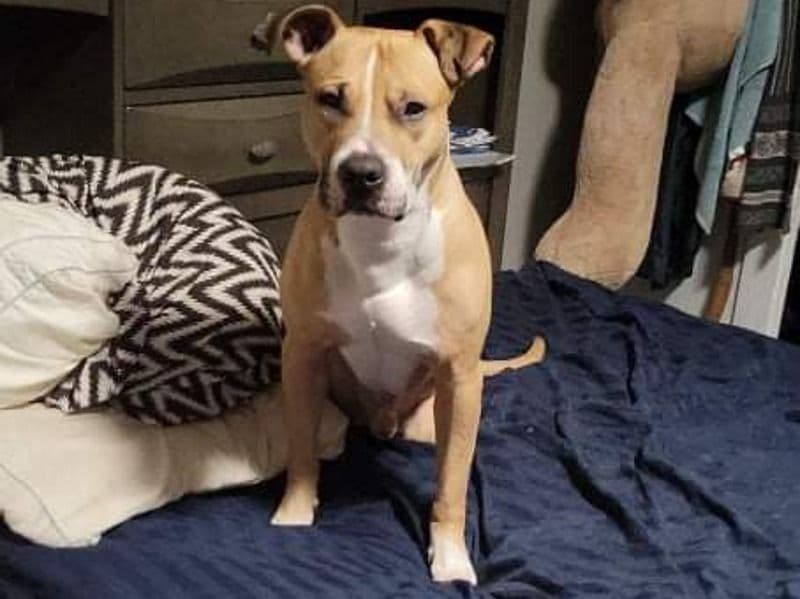 American PitBull Terrier 9 years 3 months old male medium named Cholo for breeding in Bronx County, New York | Petmeetly