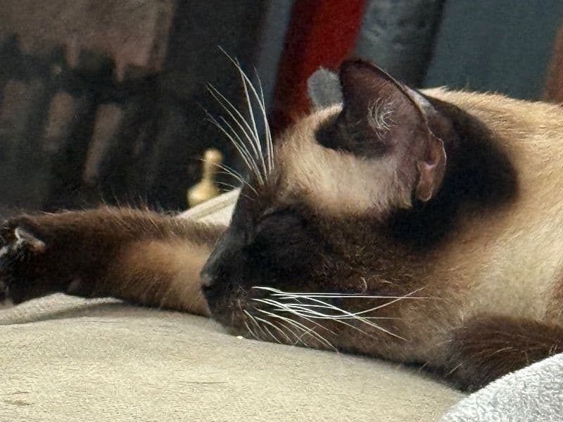 Burmese 2 years 8 months old female named Cleo for breeding in Essex, England | Petmeetly