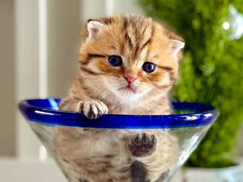 Scottish Fold 1 month old male named Scottish Fold for sale in Orange County, Florida | Petmeetly