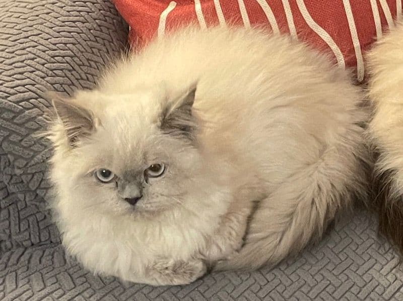 Lola primary photo