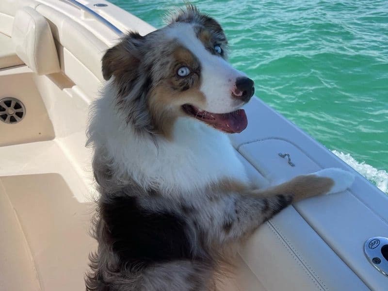Australian Shepherd 4 years old male large named Kodak for breeding in Miami-Dade County, Florida | Petmeetly