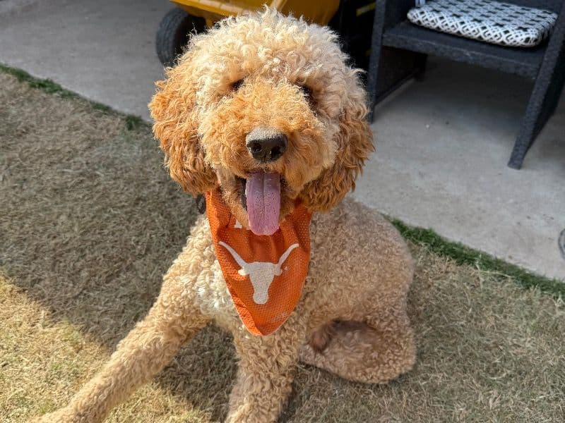 Standard Poodle 2 years 10 months old male large named Buddy for breeding in Forney, Texas | Petmeetly