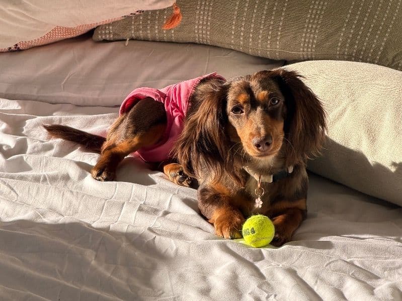 Miniature Dachshund 11 months old female medium named Winnie for breeding in Arlington County, Virginia | Petmeetly