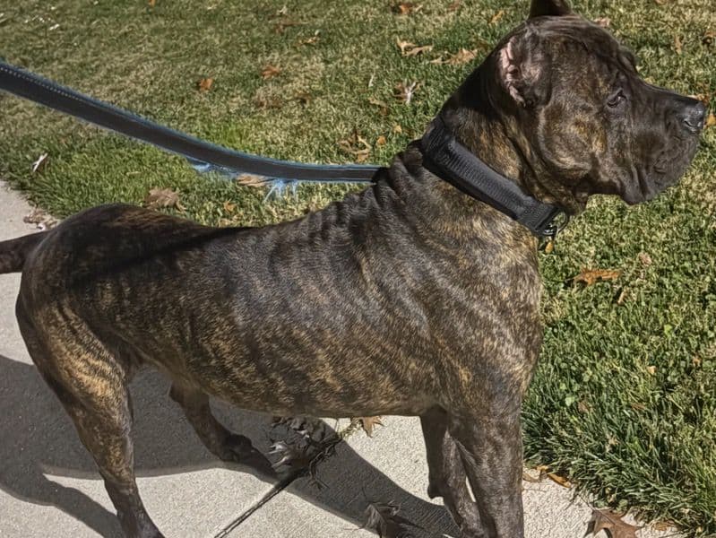 Cane Corso 2 years old male large named Kane for breeding in Washington, District of Columbia | Petmeetly