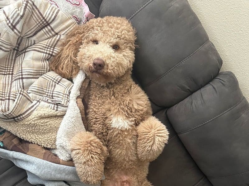 Goldendoodle 2 years 5 months old male large named Saint for breeding in Jasper County, Missouri | Petmeetly