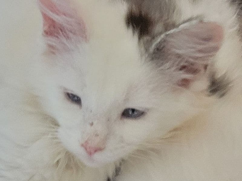Maine Coon 3 months old female named Elsa for sale in Paulding County, Georgia | Petmeetly