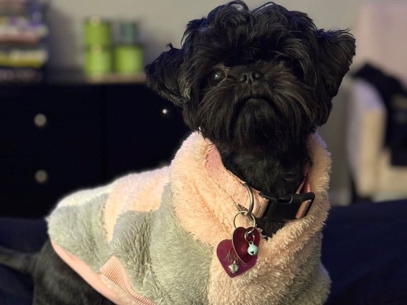 Shih Tzu 4 years 11 months old female medium named Ava for breeding in Dallas County, Texas | Petmeetly