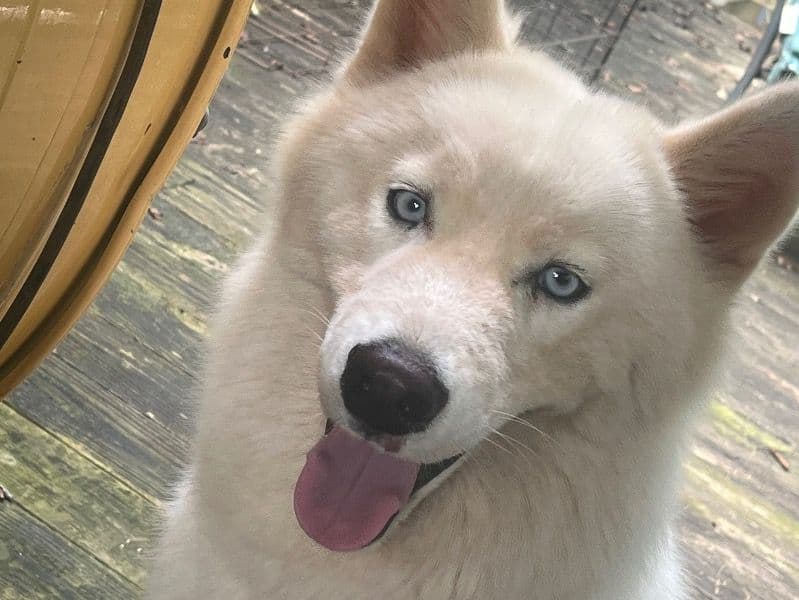 Siberian Husky 1 year 3 months old male large named Glacier for breeding in Henry County, Georgia | Petmeetly