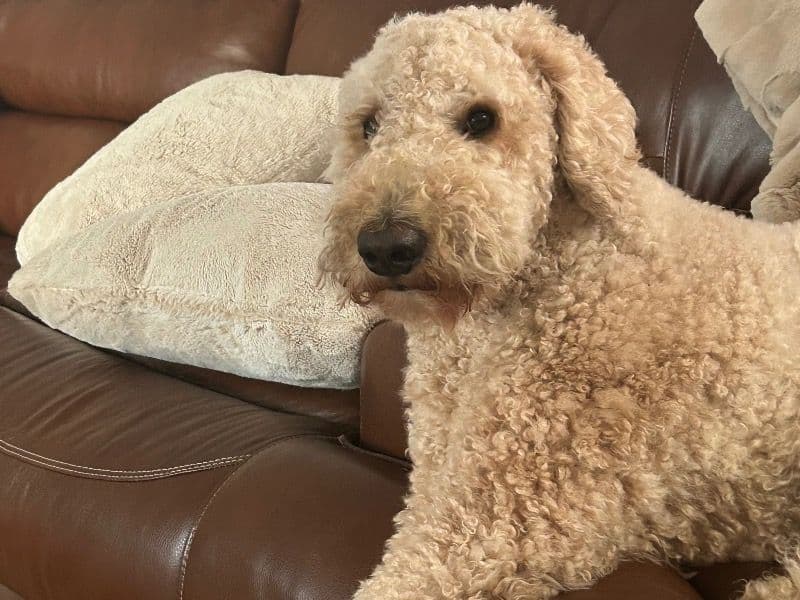 Goldendoodle 2 years 1 month old male large named Max for breeding in Dallas, Georgia | Petmeetly