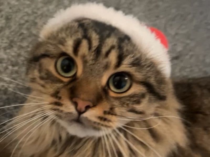 Bengal Tabby Mix 3 years 10 months old male named Fluffy for breeding in Lancashire, England | Petmeetly