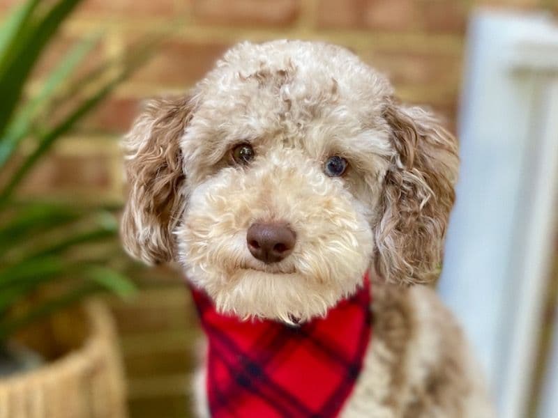 Toy Poodle 1 year 5 months old male small named Frankie for breeding in Lynchburg, Virginia | Petmeetly